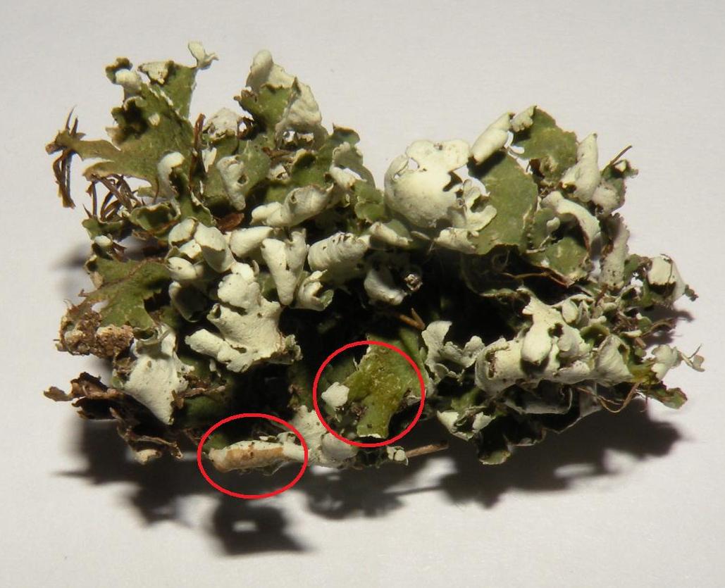 Cladonia: convoluta o foliacea?